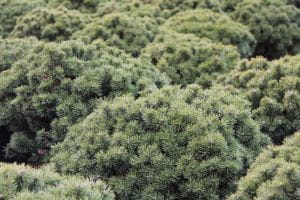 Kugel-Kiefer Mops • Pinus mugo Mops