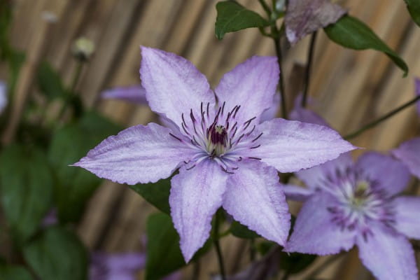Waldrebe Hagley Hybrid • Clematis Hybriden Hagley Hybrid