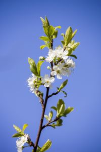 Mirabelle 'Miroma'® • Prunus syriaca 'Miroma'®