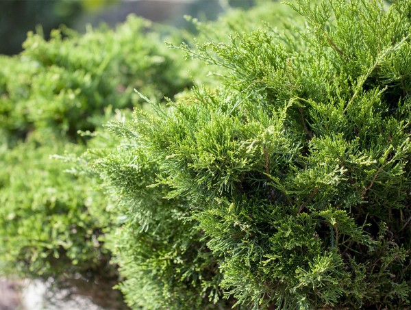 Grüner Prachtwacholder • Juniperus media Mint Julep