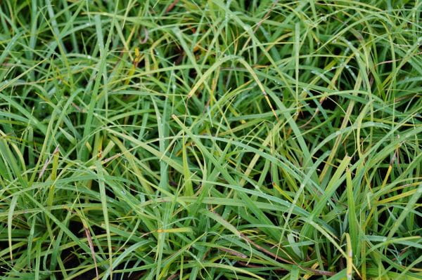 Blaugrüne Segge - Carex Flacca