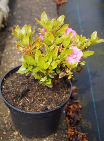 Japanische Azalee Rosinetta • Rhododendron obtusum Rosinetta