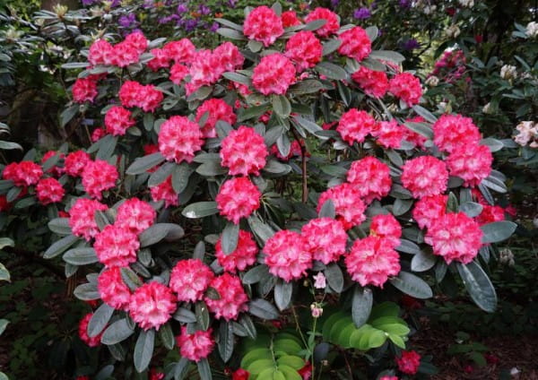 Rhododendron Rendezvous • Rhododendron Rendezvous