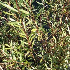 Kugelweide • Salix purpurea Nana