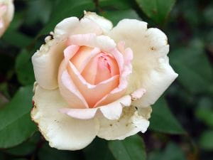 Rose Souvenir de Baden-Baden • Rosa Souvenir de Baden-Baden