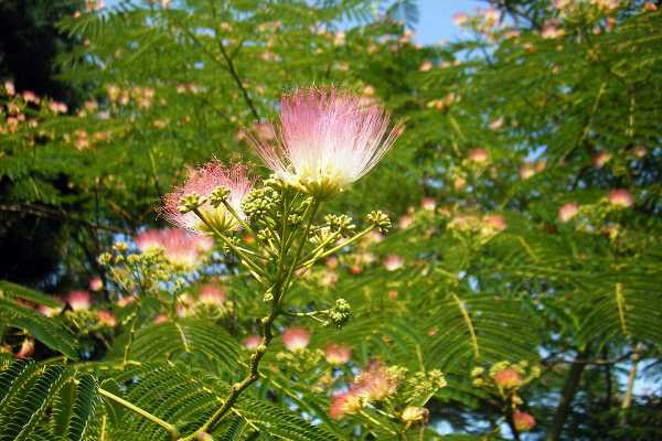 Albizia kaufen - Die qualitativsten Albizia kaufen ausführlich verglichen!