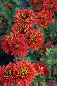 Winteraster 'Brennpunkt' - Chrysanthemum Hortorum Brennpunkt
