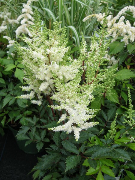 Garten Prachtspiere White • Astilbe x cult Younique White