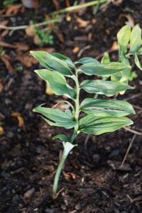 Hohes Salomonsiegel Weihenstephan • Polygonatum x hybridum Weihenstephan