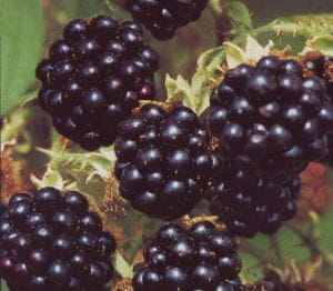 Brombeere Black Satin • Rubus fruticosus Black Satin
