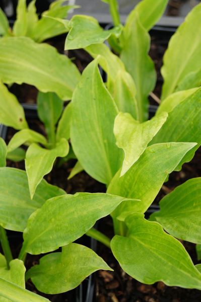 Grüne Wellblatt-Garten-Funkie • Hosta undulata Erromena