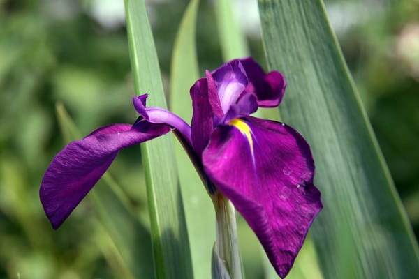 Weißgrüne Sumpf-Schwertlilie Variegata • Iris ensata Variegata