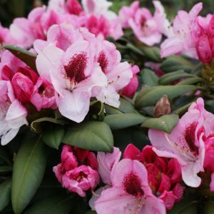 Rhododendron Nicoletta • Rhododendron yakushimanum Nicoletta