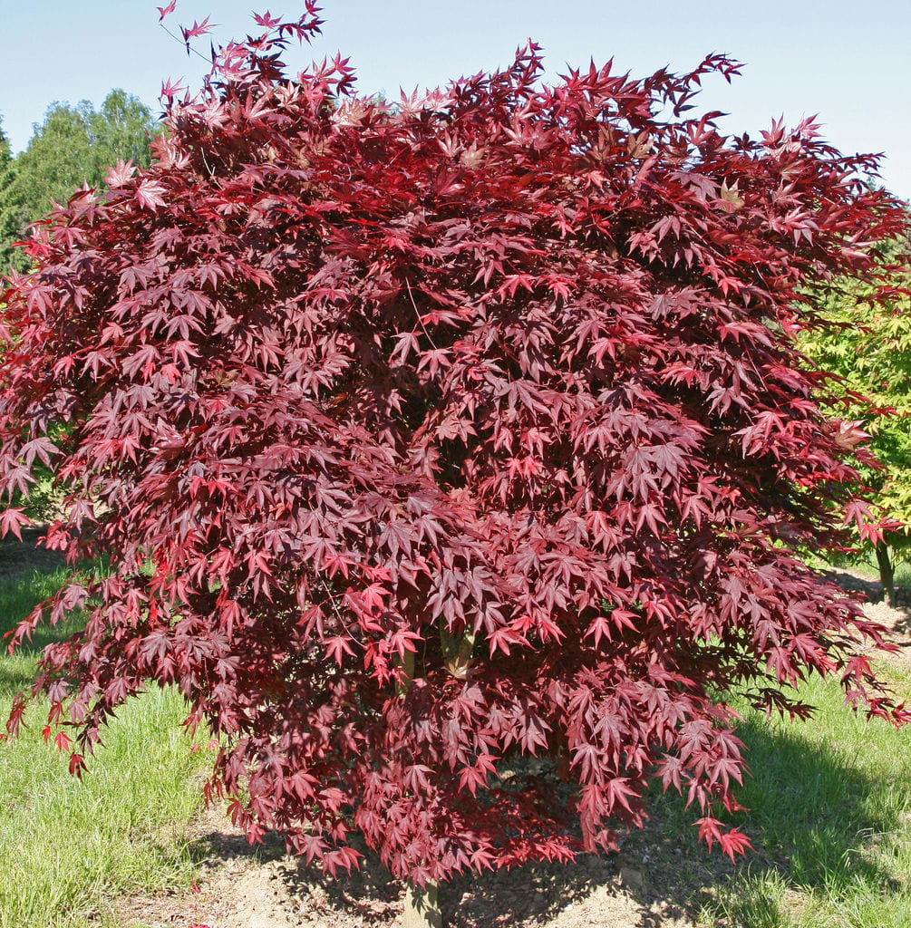Roter Fächerahorn Bloodgood kaufen | Garten von Ehren