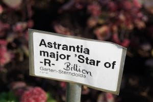 Garten Sterndolde Star of Billion R • Astrantia major Star of Billion R