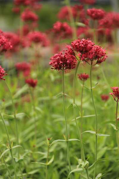 Rotblühende Garten Spornblume • Centranthus ruber Coccineus