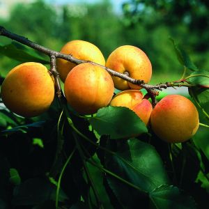 Aprikose Orangered • Prunus armeniaca Orangered
