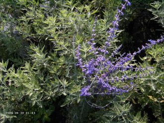 Blauraute, Silberbusch • Perovskia abrotanoides