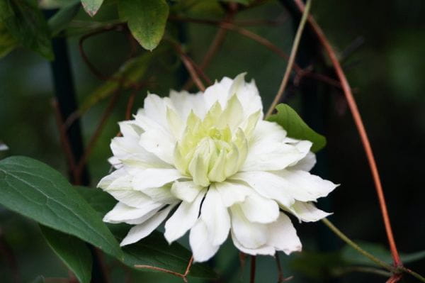 Waldrebe Alba Plena • Clematis florida Alba Plena