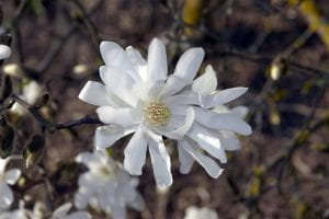 Sternmagnolie Waterlily • Magnolia stellata Waterlily