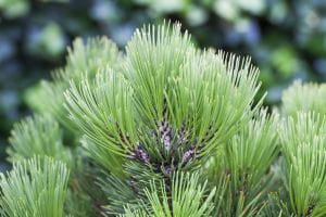 Zwerg-Schlangenhautkiefer • Pinus heldreichii Compact Gem