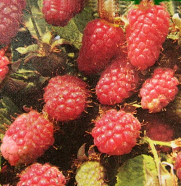 Himbeere Tulameen • Rubus idaeus Tulameen