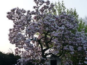 Tulpenmagnolie • Magnolia soulangiana