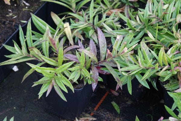 Garten-Flammenblume Chattahoochee • Phlox divaricata Chattahoochee