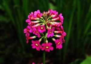 Garten-Etagen-Schlüsselblume Millers Crimson • Primula japonica