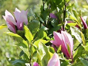 Purpur-Magnolie • Magnolia liliiflora Susan