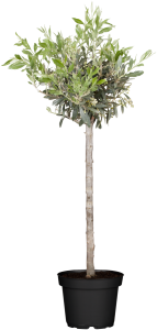 Olivenbaum Olive • Oleo Europaea Olivenbaum Olive • Oleo Europaea