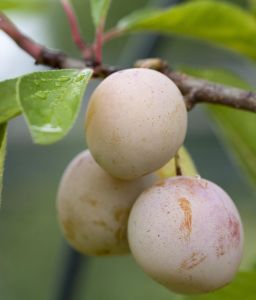 Mirabelle Von Metz • Prunus syringa Von Metz