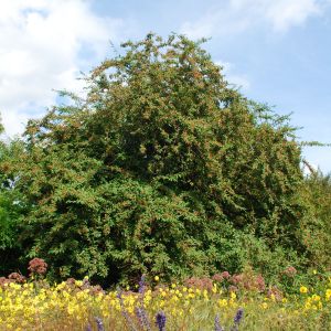 Weidenblättrige Hängemispel • Cotoneaster salicifolius floccosus