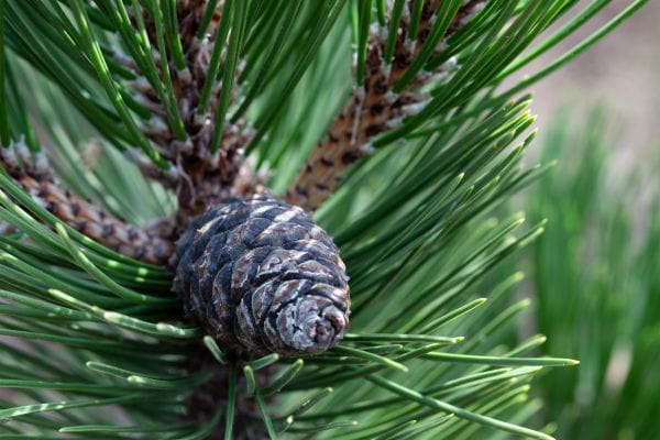 Zirbelkiefer • Pinus cembra