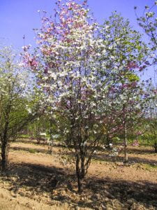 Chinesischer Blumenhartriegel • Cornus florida Rubra