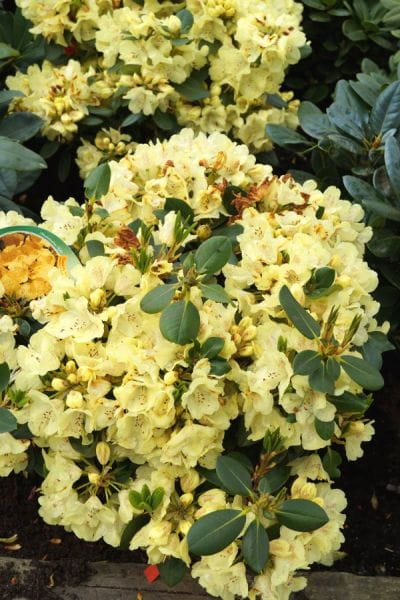 Rhododendron Goldkrone • Rhododendron Hybride Goldkrone