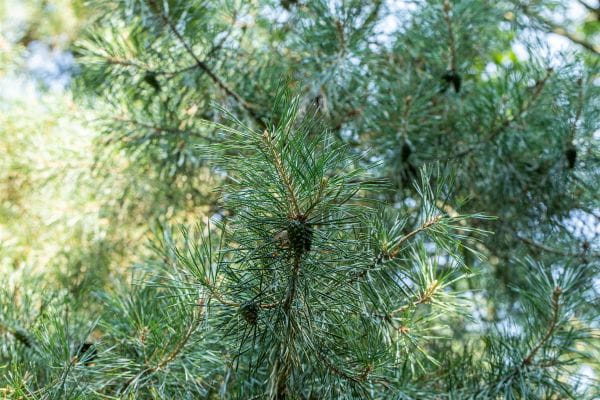 Zirbelkiefer • Pinus cembra