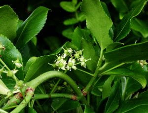 Immergrüne Kriechspindel • Euonymus fortunei radicans