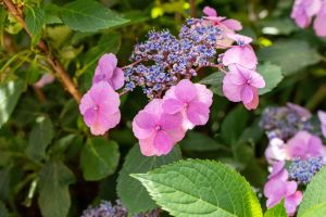 kleinwüchsige Gartenhortensie 'Cotton Candy' • Hydrangea serrata 'Cotton Candy'
