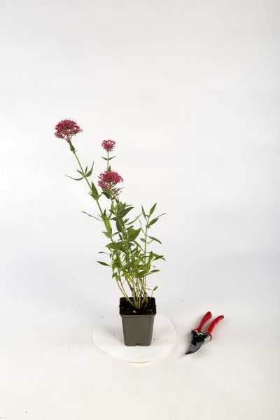 Rotblühende Garten Spornblume • Centranthus ruber Coccineus