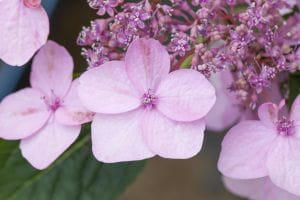 Kleinwüchsige Gartenhortensie Koreana • Hydrangea serrata Koreana
