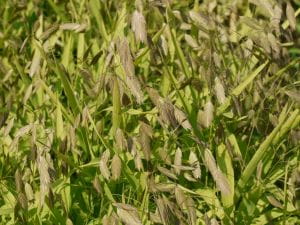 Plattährengras • Chasmanthium latifolium