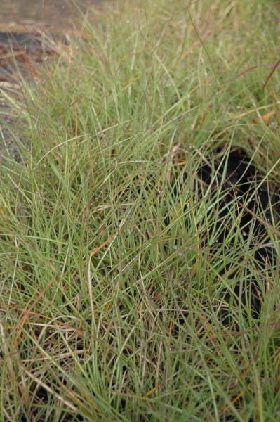 Garten-Chinaschilf Adagio • Miscanthus sinensis Adagio