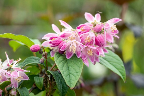 Sternchenstrauch Tourbilon Rouge • Deutzia magnifica Tourbillon Rouge
