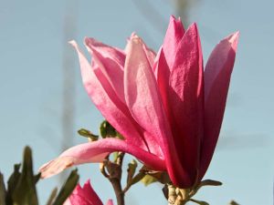 Purpurmagnolie Nigra • Magnolia liliiflora Nigra