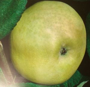 Apfel Weißer Klarapfel • Malus Weißer Klarapfel