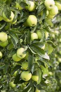 Apfelbaum Golden Delicious • Malus Golden Delicious
