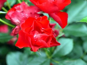 Rose Black Forest Rose • Rosa Black Forest Rose