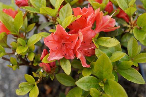 Japanische Azalee Satschiko / Geisha Orange • Rhododendron obtusum Satschiko