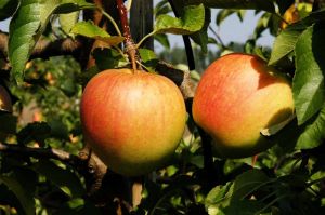 Apfelbaum Pinova • Malus Pinova